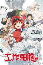 Hataraku Saibou: Temporada 2